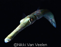 Trumpetfish taken on a night dive at Sharksbay with E300 ... by Nikki Van Veelen 